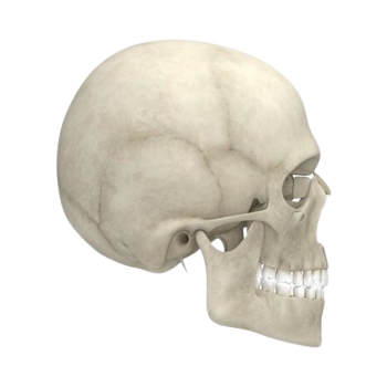 Craniofacial Research
